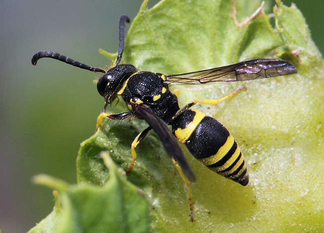 Vespidae Eumeninae:  Ancistrocerus sp.